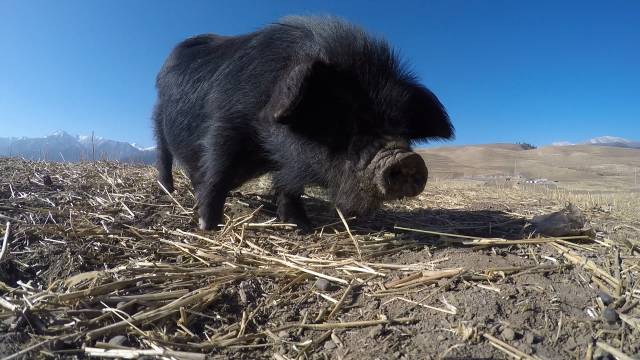 养殖虹鳟鱼利润怎么样_养殖虹鳟_致富经养虹鳟鱼视频