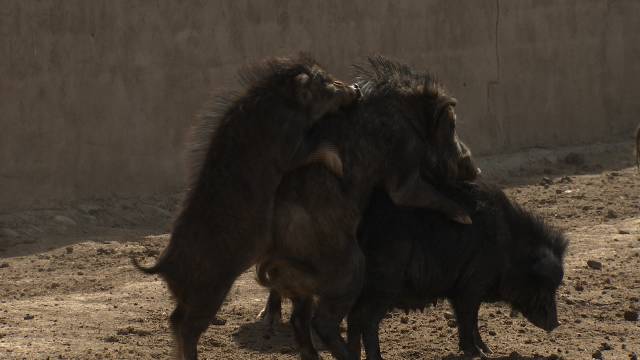 养殖虹鳟鱼利润怎么样_养殖虹鳟_致富经养虹鳟鱼视频