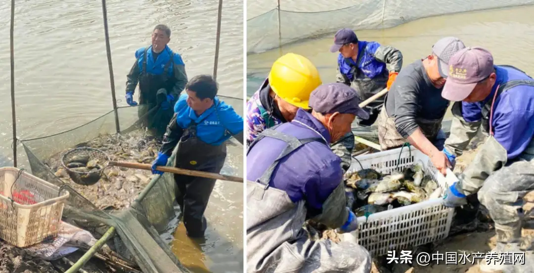 鳜鱼的人工养殖技术_养殖人工鳜鱼技术视频教程_养殖人工鳜鱼技术视频