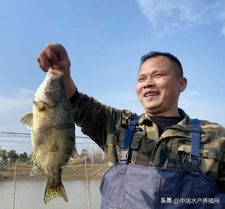养殖人工鳜鱼技术视频教程_养殖人工鳜鱼技术视频_鳜鱼的人工养殖技术