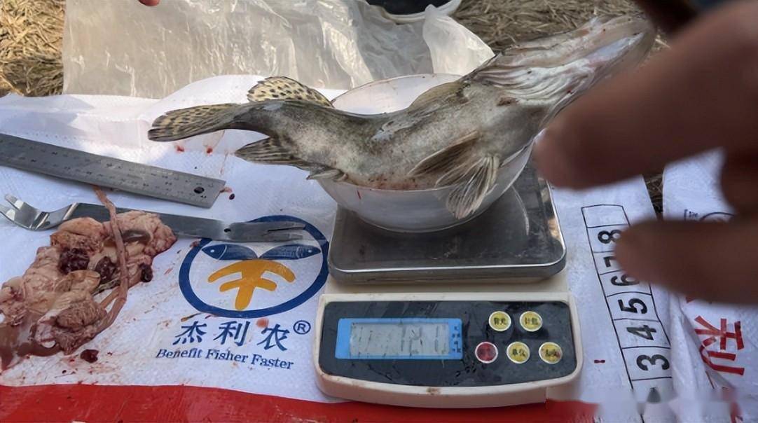 鳜鱼的人工养殖技术_养殖人工鳜鱼技术视频教程_养殖人工鳜鱼技术视频