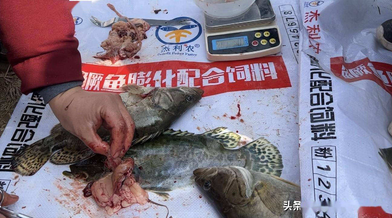 鳜鱼的人工养殖技术_养殖人工鳜鱼技术视频_养殖人工鳜鱼技术视频教程