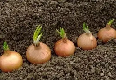 洋葱种植技术和管理_洋葱种植技术和管理方法_洋葱的种植技术