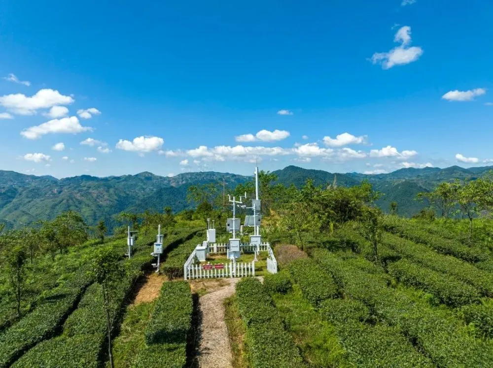 种植茶叶赚钱吗_茶叶致富经_种植茶叶致富项目