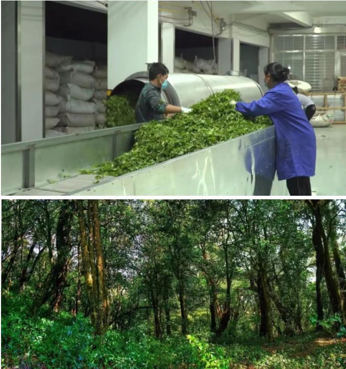 致富茶叶种植项目简介_种植茶叶赚钱吗_种植茶叶致富项目