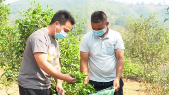 致富茶叶种植项目简介_种植茶叶致富项目_种植茶叶赚钱吗