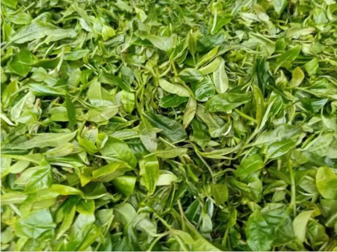 种植茶叶赚钱吗_致富茶叶种植项目简介_种植茶叶致富项目