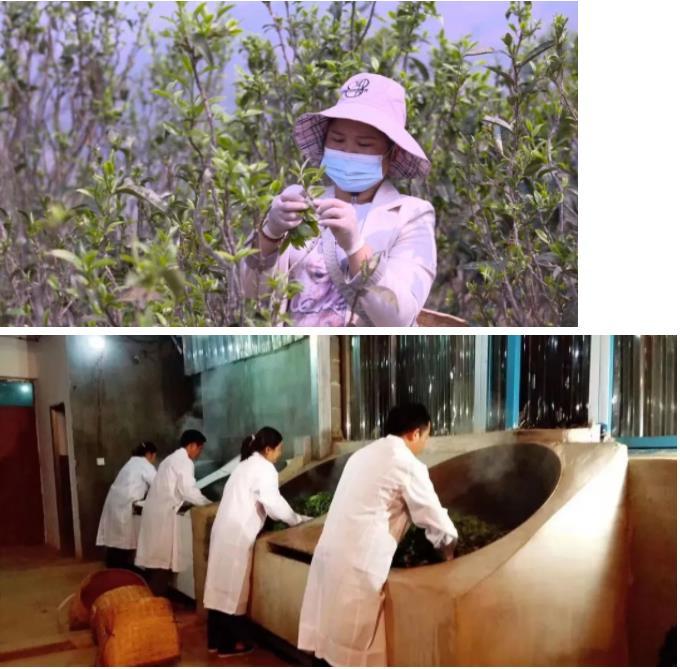 种植茶叶致富项目_致富茶叶种植项目简介_种植茶叶赚钱吗