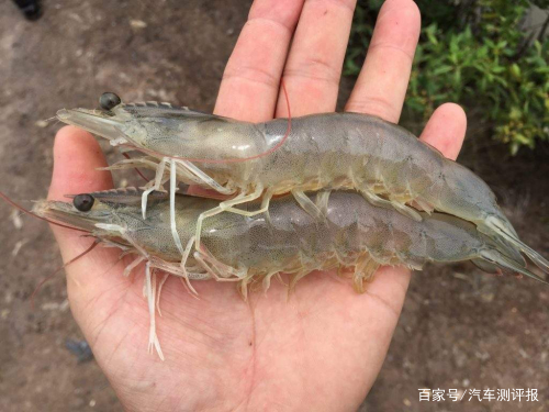白对虾养殖最新设备_小棚白对虾养殖技术_大棚养殖白对虾虾养殖技术