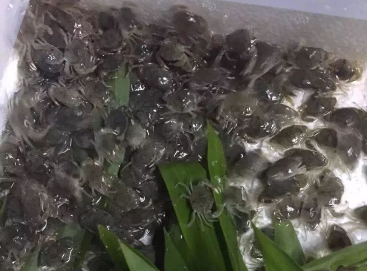 明年青蟹可以这样养：只用10天，投入2160元赚回上万元！