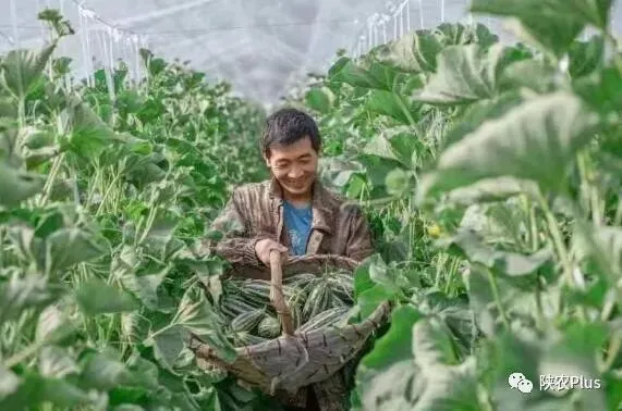 致富种植甜瓜项目简介_致富种植甜瓜项目是什么_种植甜瓜致富项目