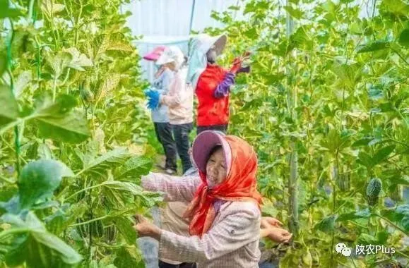 致富种植甜瓜项目是什么_种植甜瓜致富项目_致富种植甜瓜项目简介