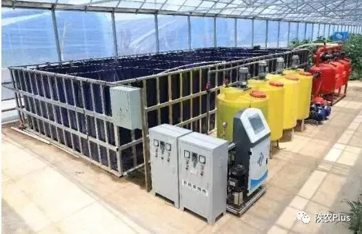 致富种植甜瓜项目是什么_种植甜瓜致富项目_致富种植甜瓜项目简介