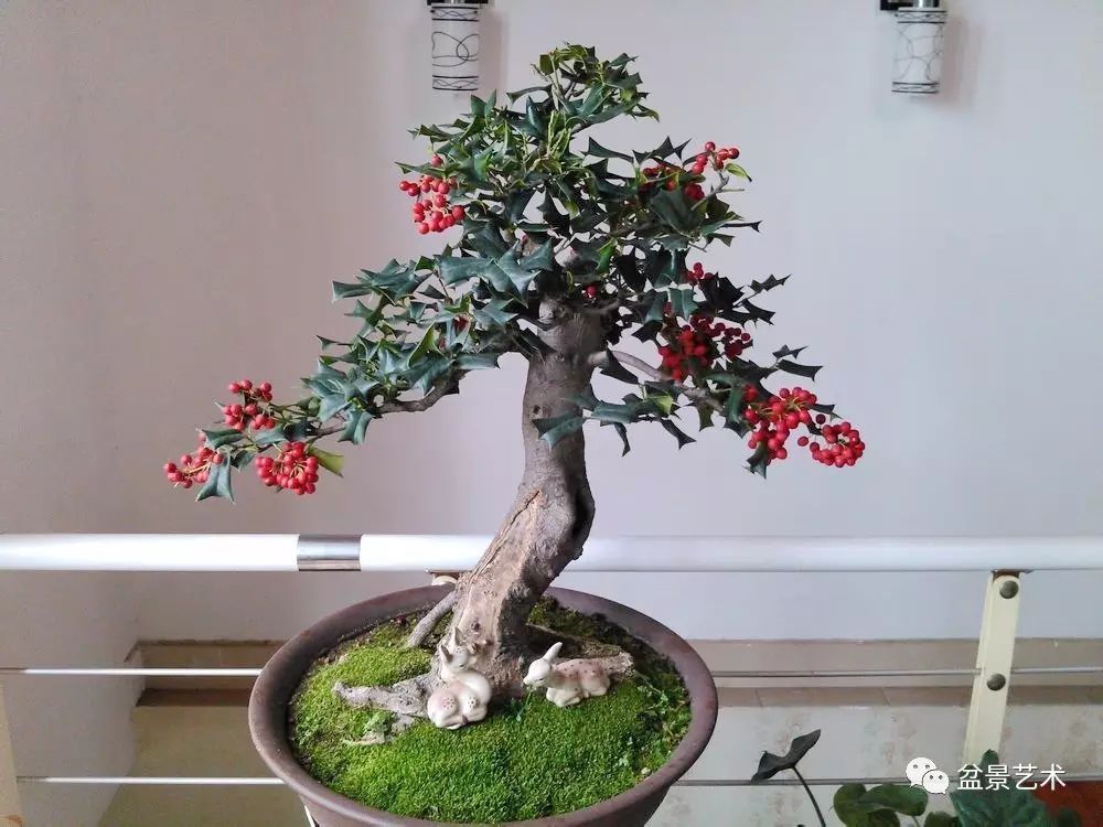 致富经枸骨树视频_种植枸骨致富_枸骨树种植前景