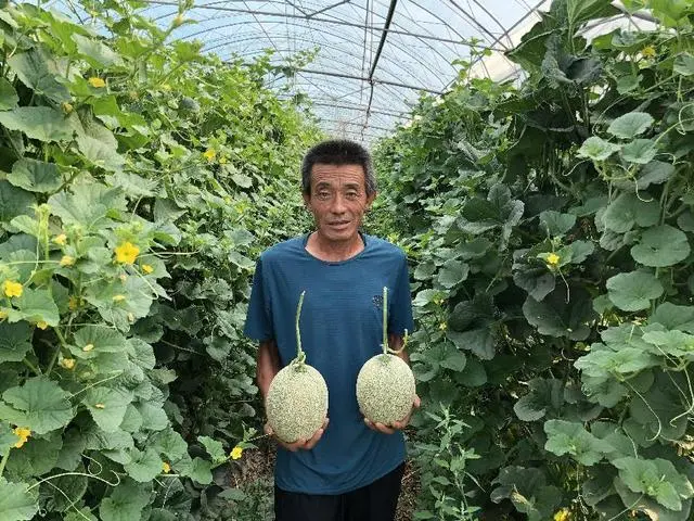 种甜瓜创业_种植甜瓜一亩地能赚多少钱_种植甜瓜致富项目