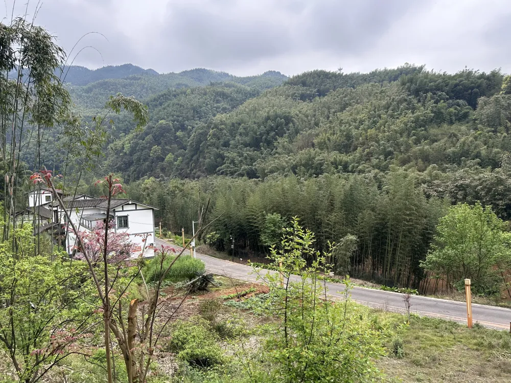 致富竹子种植项目介绍_竹子种植致富项目_竹子种植效益