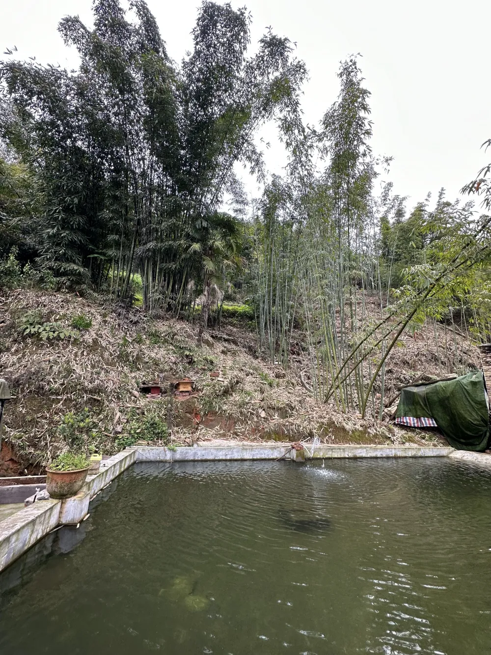 竹子种植致富项目_竹子种植效益_致富竹子种植项目介绍