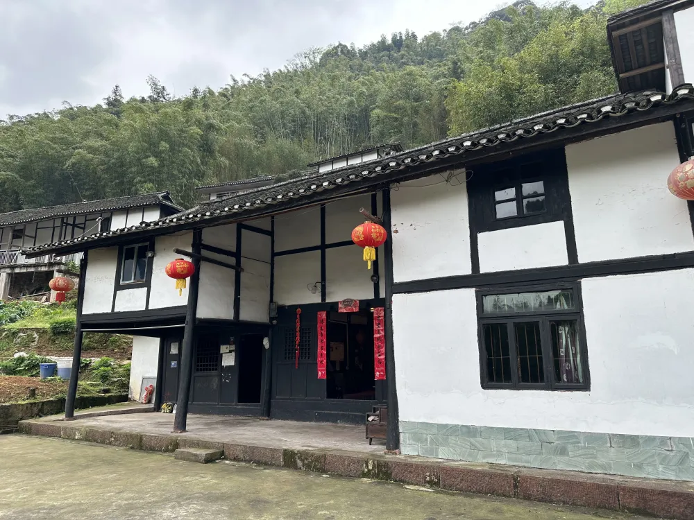 竹子种植致富项目_致富竹子种植项目介绍_竹子种植效益