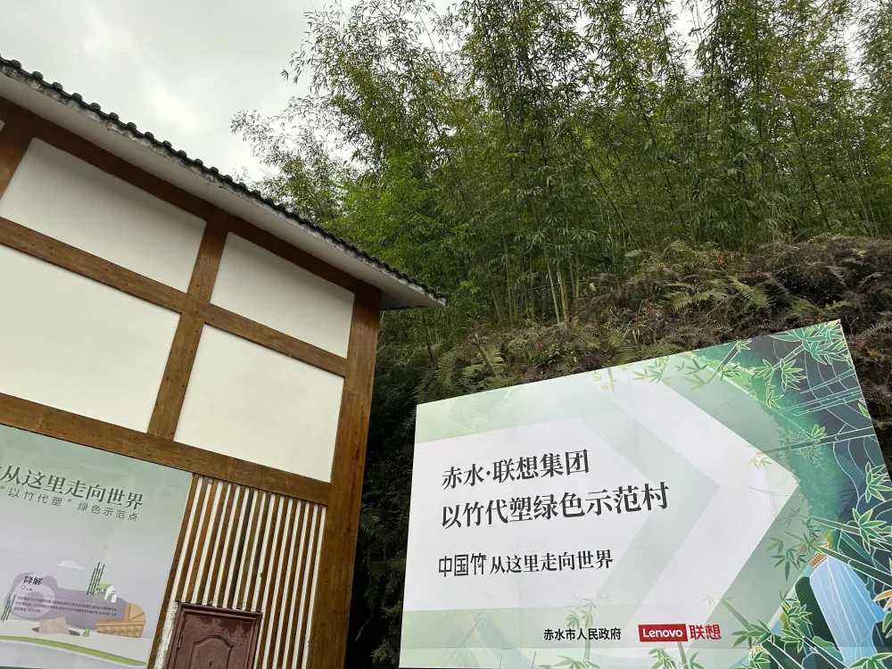 竹子种植效益_致富竹子种植项目介绍_竹子种植致富项目