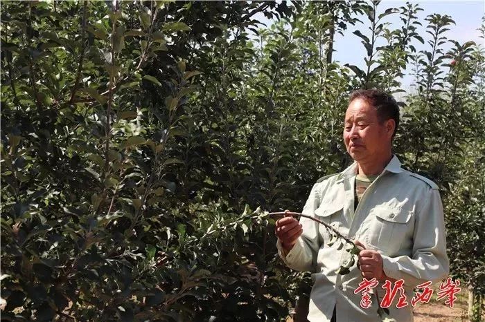 致富经 牛仔_牛仔财富_致富经奶牛