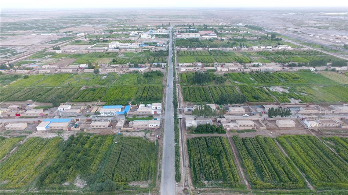 沙漠种植新技术_致富经沙漠种植_沙漠种树项目