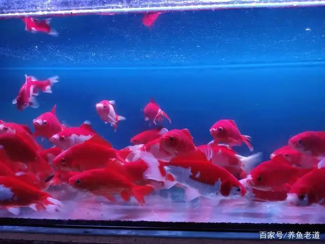 韧锦养殖技术_锦龟养殖方法_怎样养锦鱼