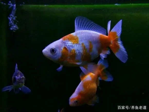 锦龟养殖方法_怎样养锦鱼_韧锦养殖技术
