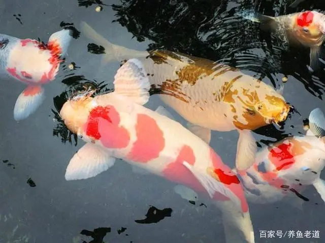 锦龟养殖方法_怎样养锦鱼_韧锦养殖技术
