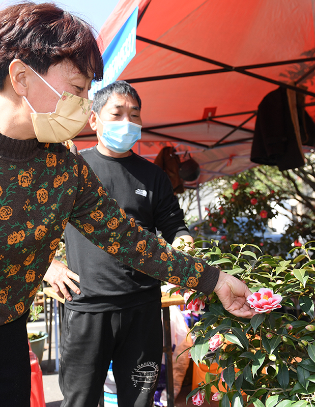 种植茶花赚钱吗_茶花种植致富_致富种植茶花怎么样