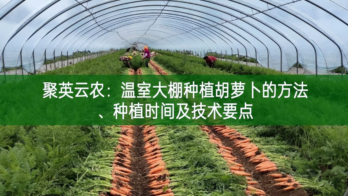 聚英云农：温室大棚种植胡萝卜的方法、种植时间及技术要点