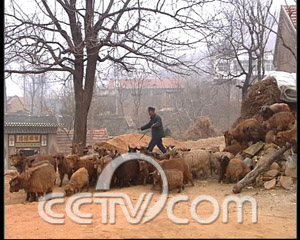 致富经山羊养殖视频_致富经养殖红毛山羊_致富经山羊养殖技术视频