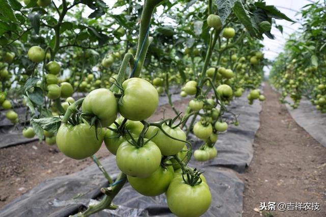 以福建为例，大棚西红柿高产栽培技术，种植的秘诀都在这