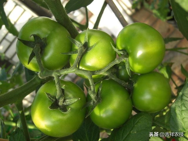 以福建为例，大棚西红柿高产栽培技术，种植的秘诀都在这