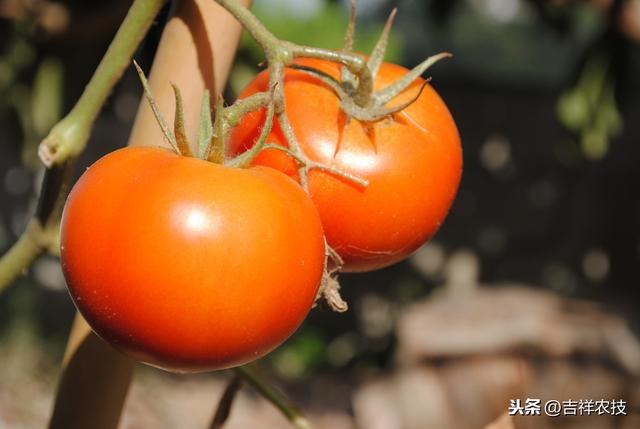 以福建为例，大棚西红柿高产栽培技术，种植的秘诀都在这
