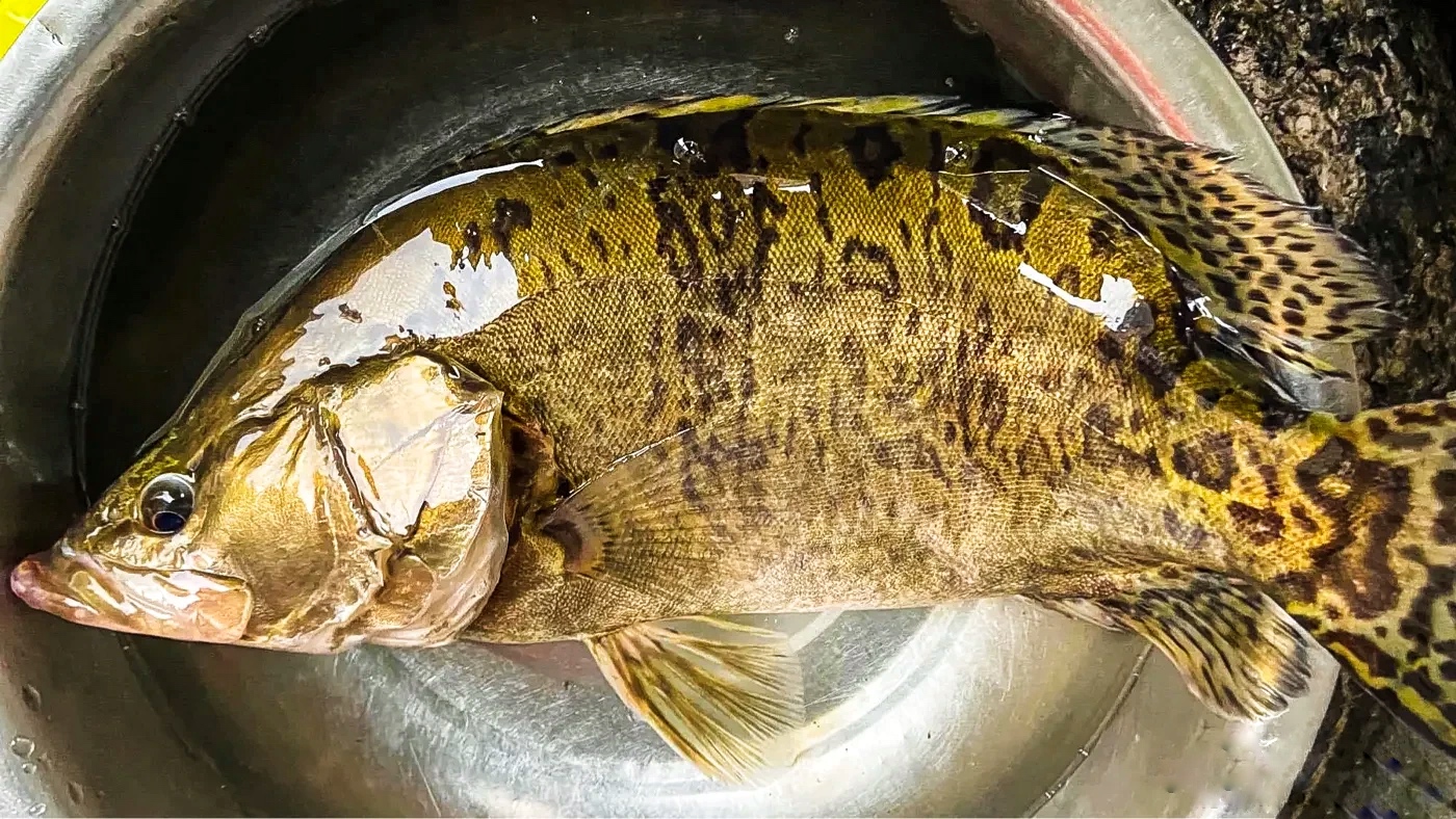 致富经鳜鱼混养_致富经鳜鱼养殖视频_致富经鳜鱼