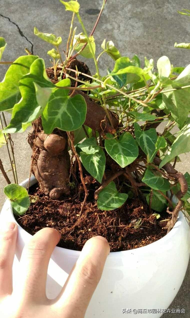 首乌种植法_种植首乌技术有哪些_首乌种植技术