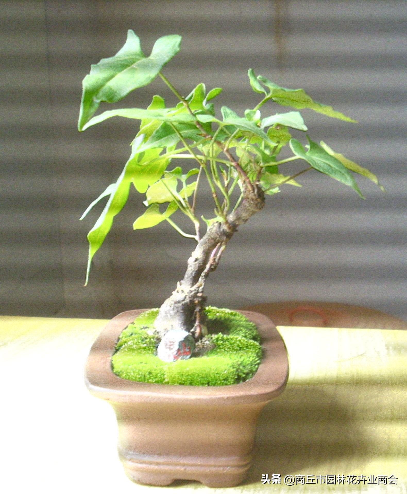 种植首乌技术有哪些_首乌种植技术_首乌种植法