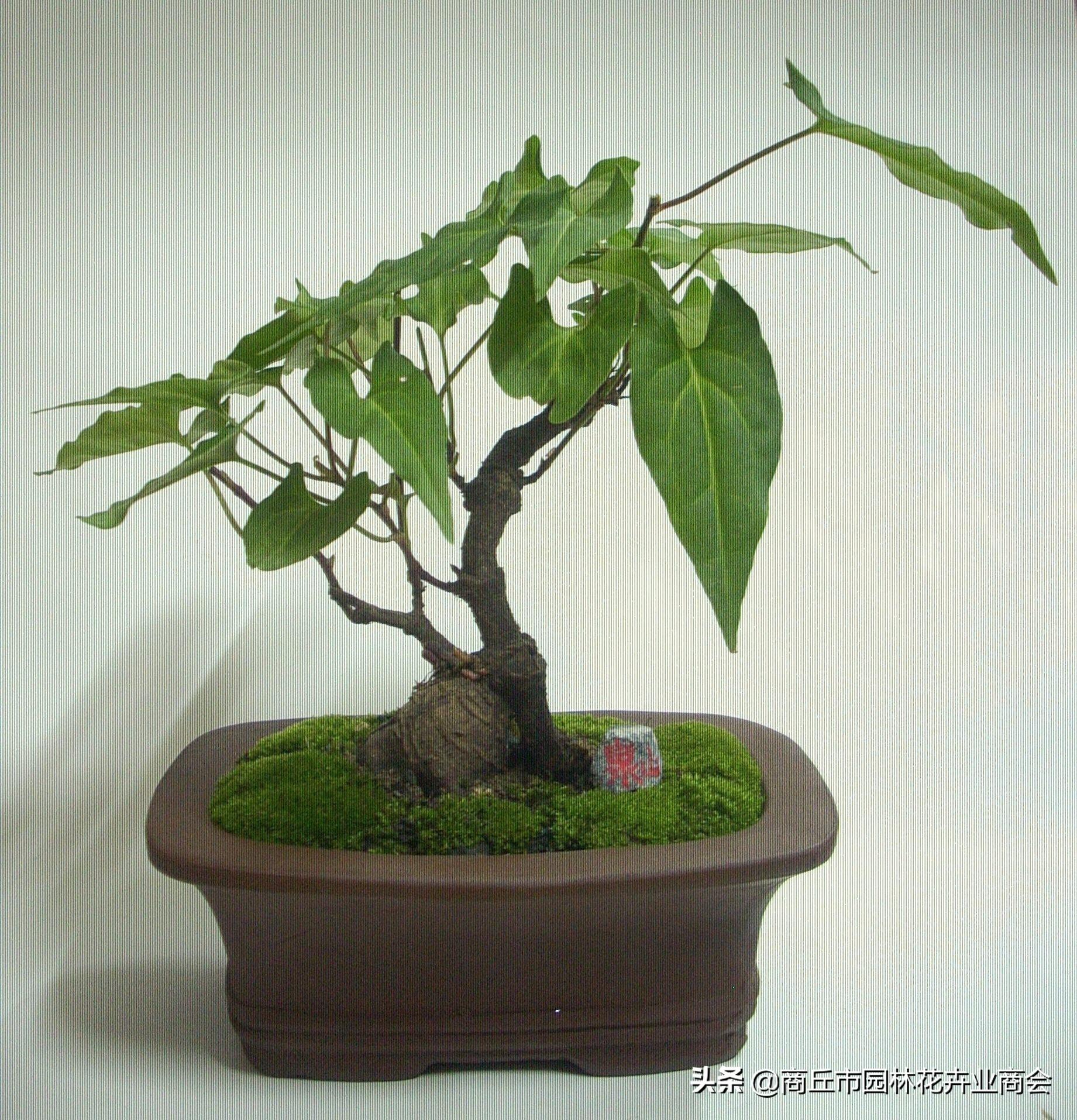 首乌种植法_种植首乌技术有哪些_首乌种植技术