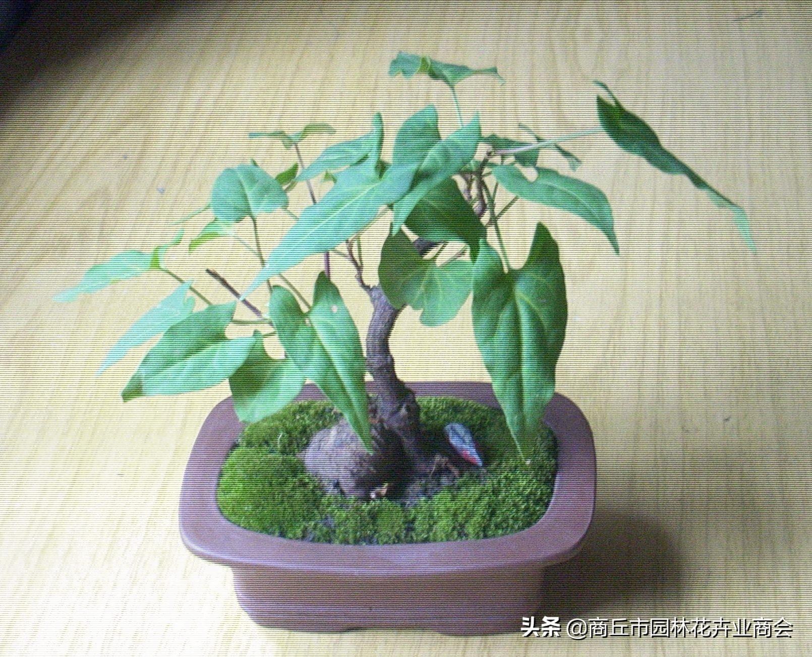 首乌种植法_首乌种植技术_种植首乌技术有哪些