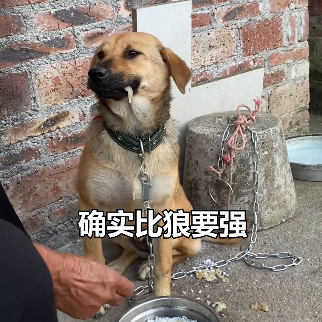 肉狗养殖视频每日农经_肉狗养殖场视频_大型肉狗养殖技术视频