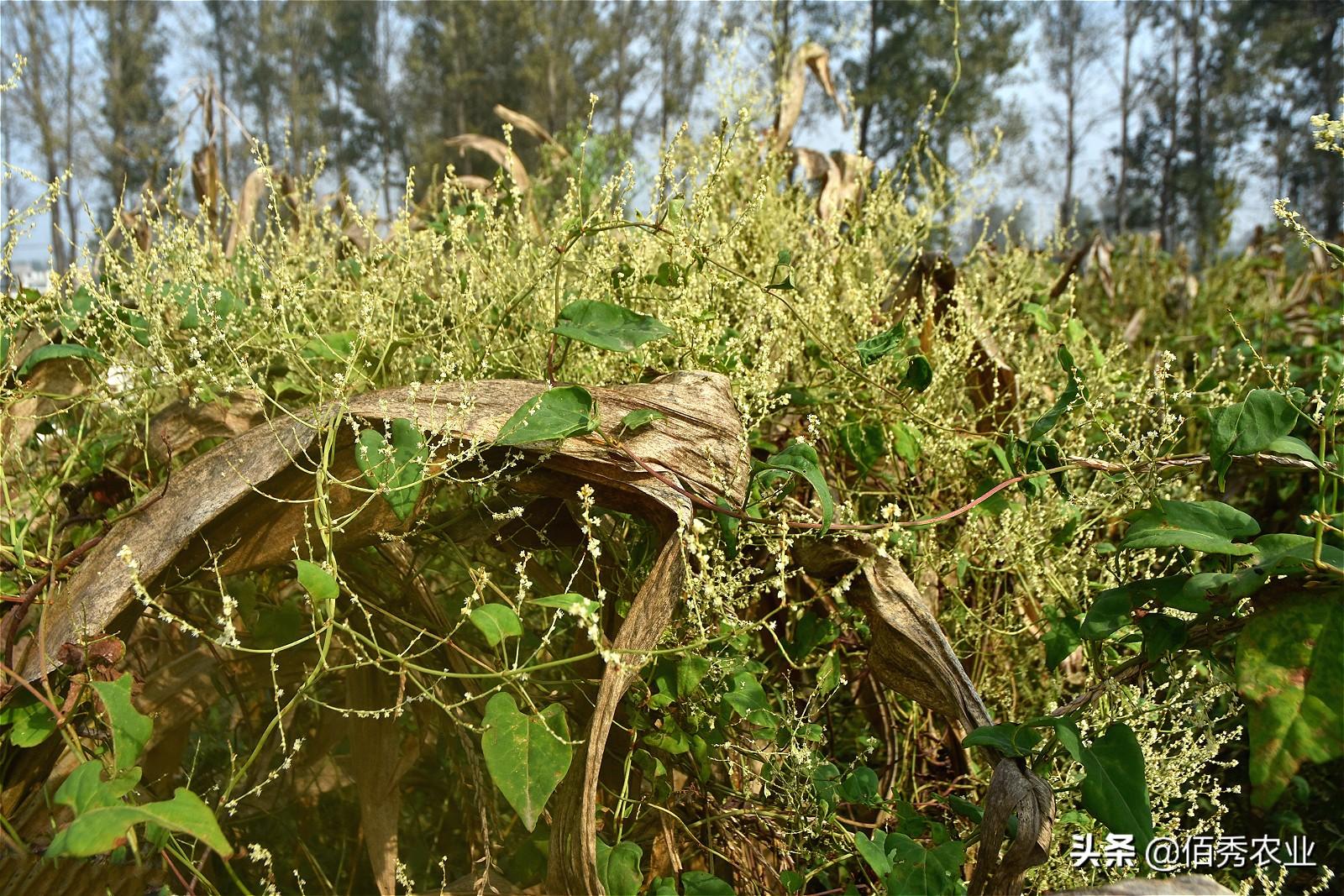 种植首乌技术要点_首乌种植法_首乌种植技术