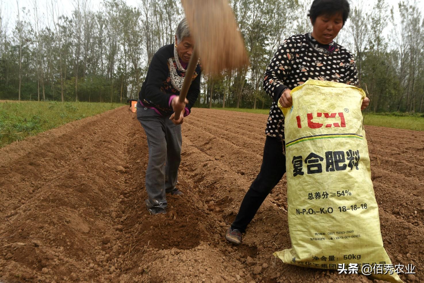 首乌种植技术_首乌种植法_种植首乌技术要点