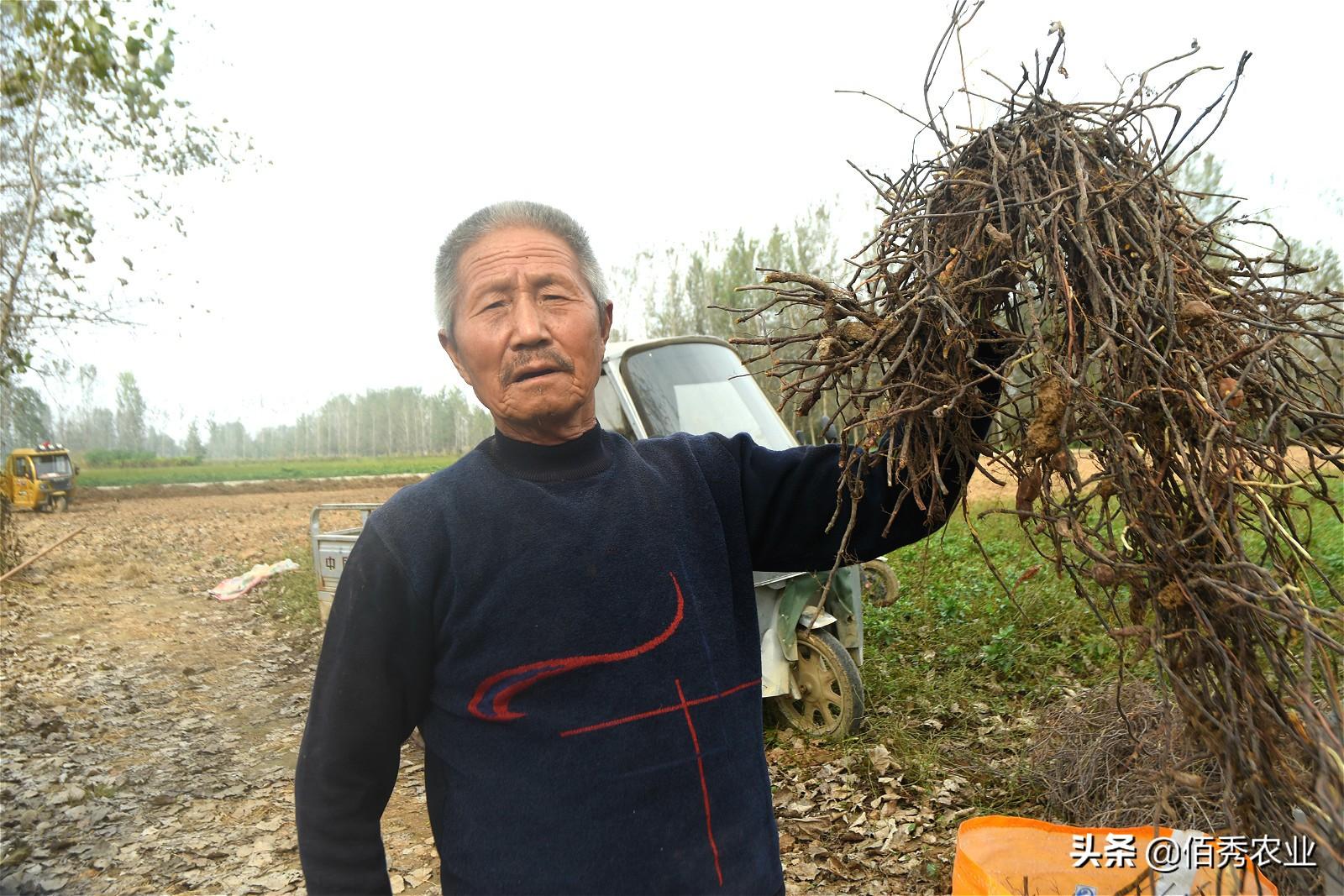 首乌种植法_首乌种植技术_种植首乌技术要点