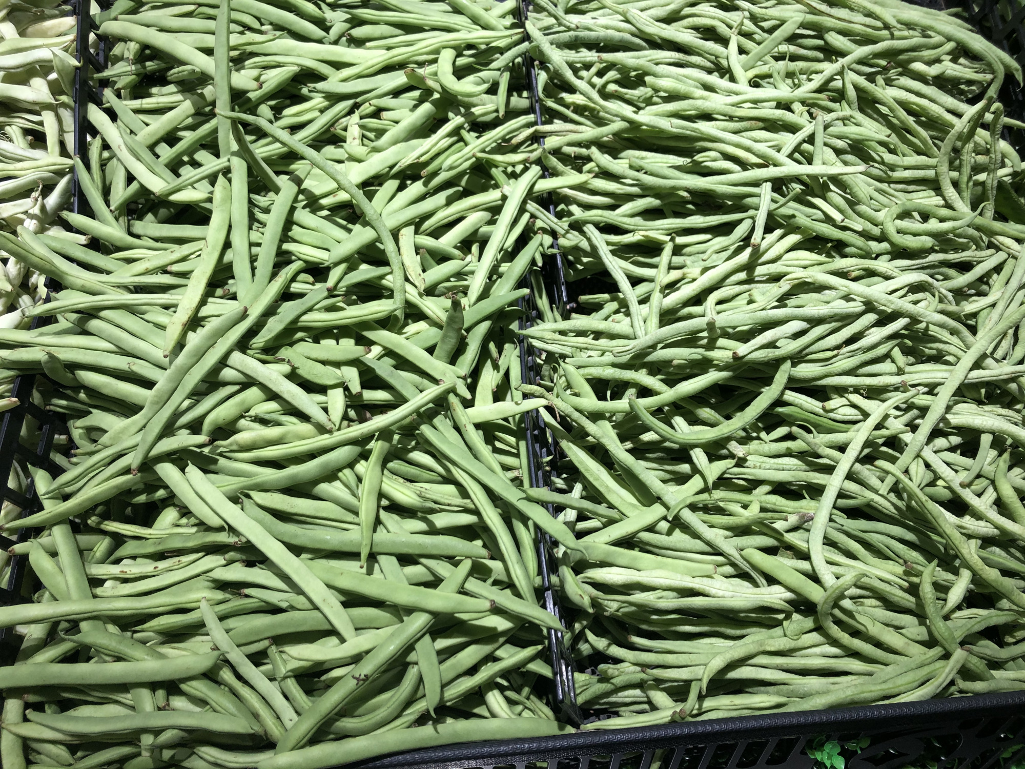 架豆角种植技术_架豆角种植技术视频教程_种豆角怎么搭架子