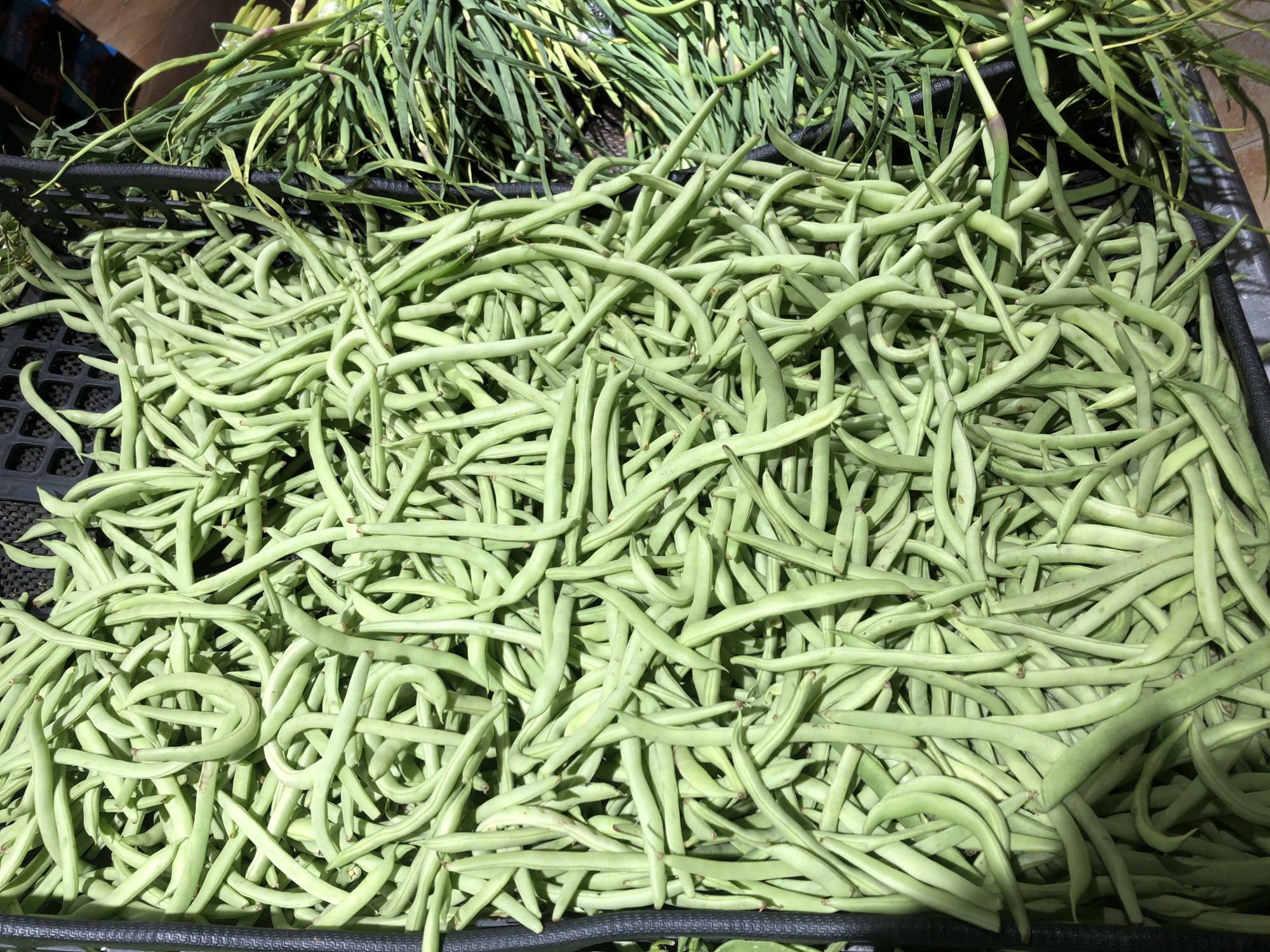 架豆角种植技术视频教程_种豆角怎么搭架子_架豆角种植技术