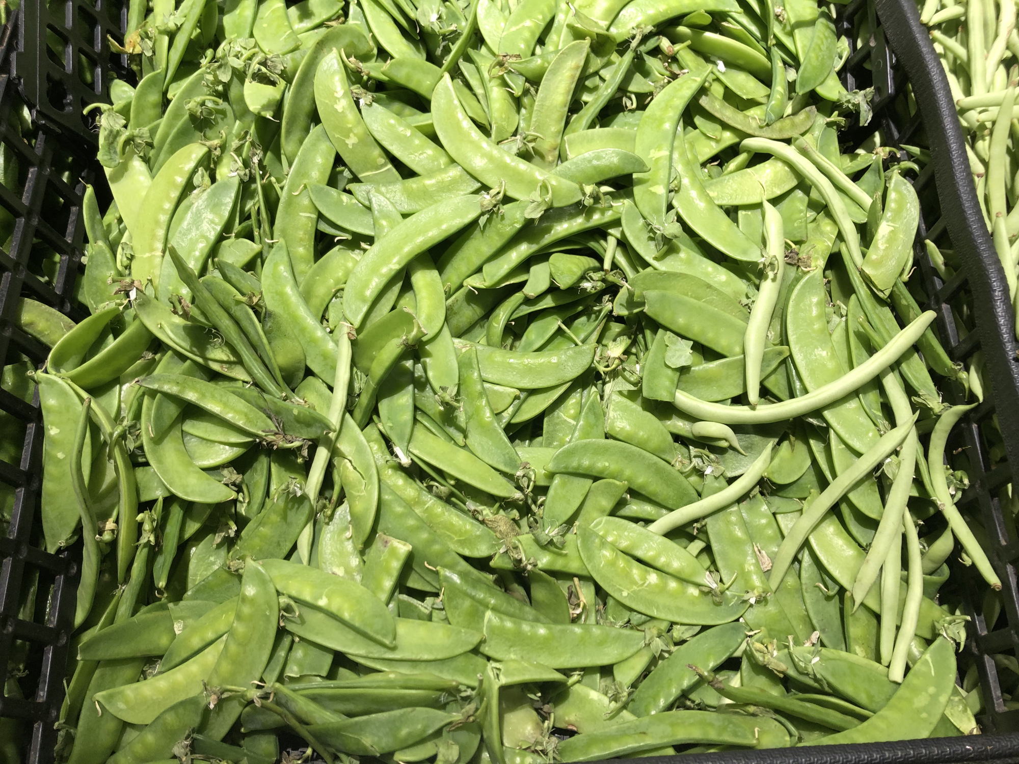 架豆角种植技术_种豆角怎么搭架子_架豆角种植技术视频教程