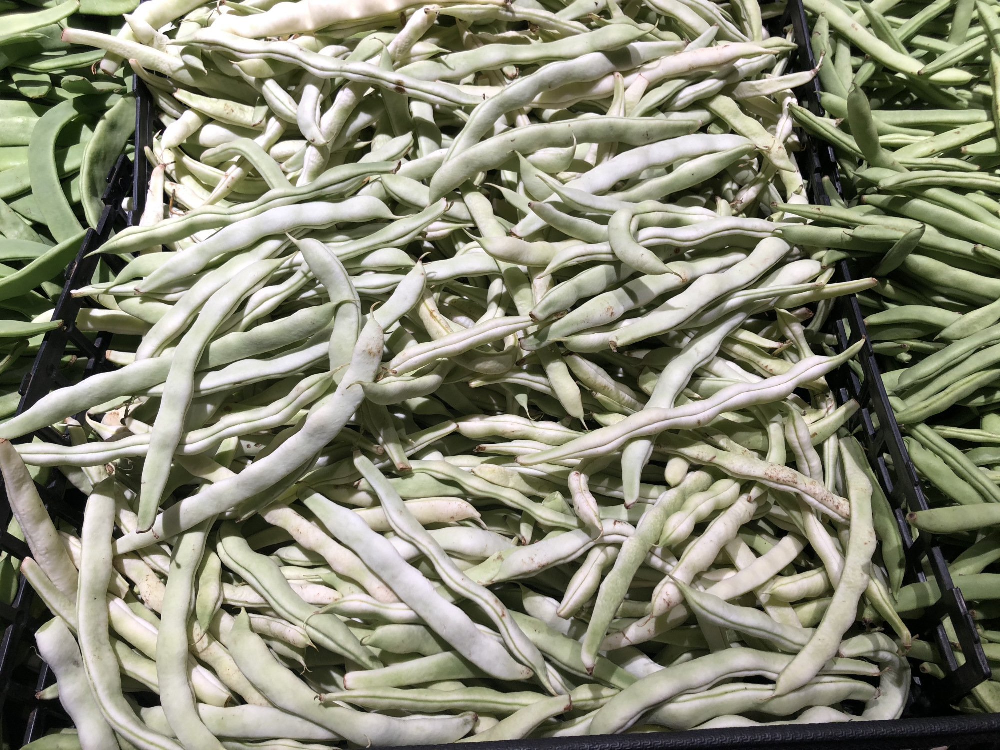 架豆角种植技术_种豆角怎么搭架子_架豆角种植技术视频教程