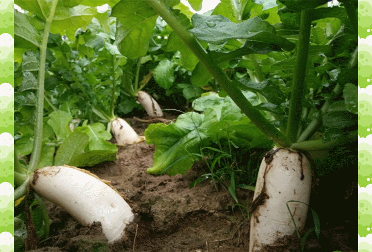 大葱种植时间及方法_大葱种植时间和技术_大葱种植技术时间多长