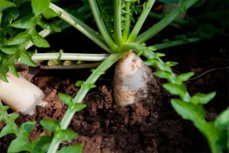 大葱种植技术时间多长_大葱种植时间和技术_大葱种植时间及方法