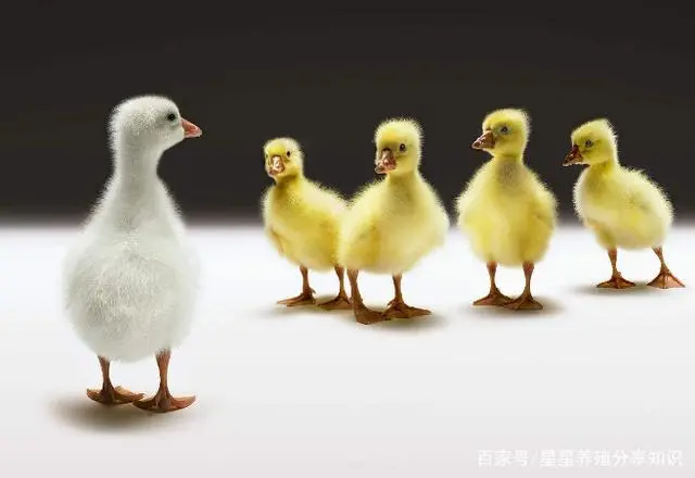 鹅苗 医治鹅痛风技术 鹅提高免疫力防治痛风的方法